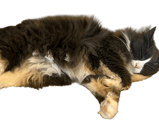 Kitty Clicker