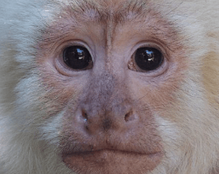 mad monkez game screenshot
