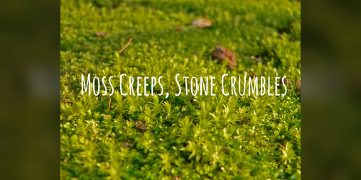 Cover image for Moss Creeps, Stone Crumbles