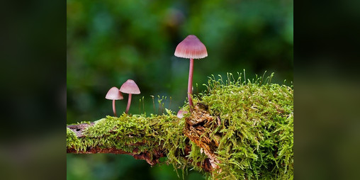 Cover image for Random Fungi