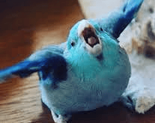 Flappy Parrot