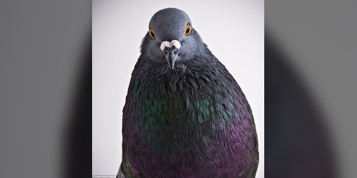 Cover image for pigeon.