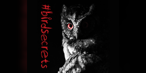 Cover image for #birdsecrets
