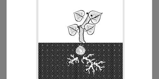 Cover image for Plant Growth