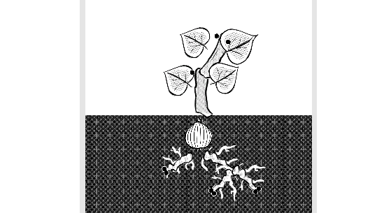 Cover image for Plant Growth