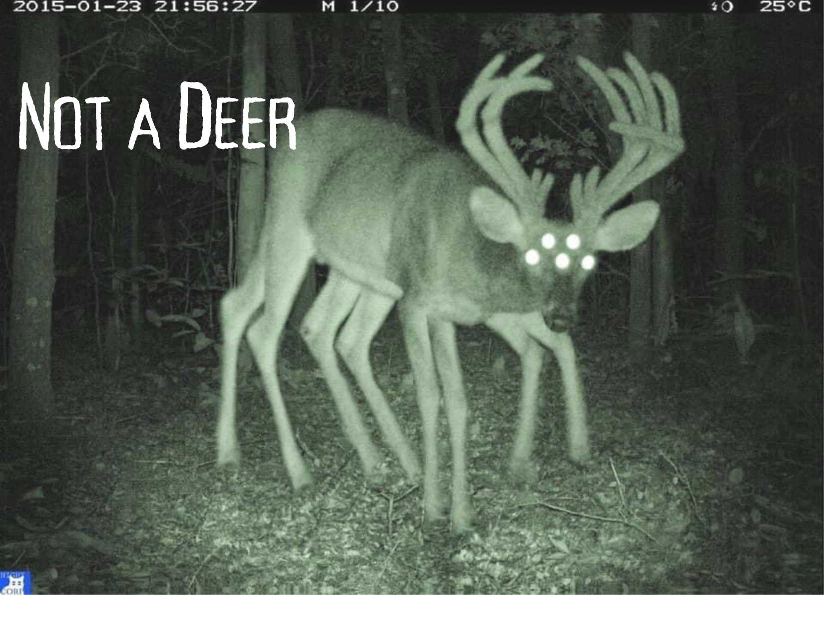 Not a Deer