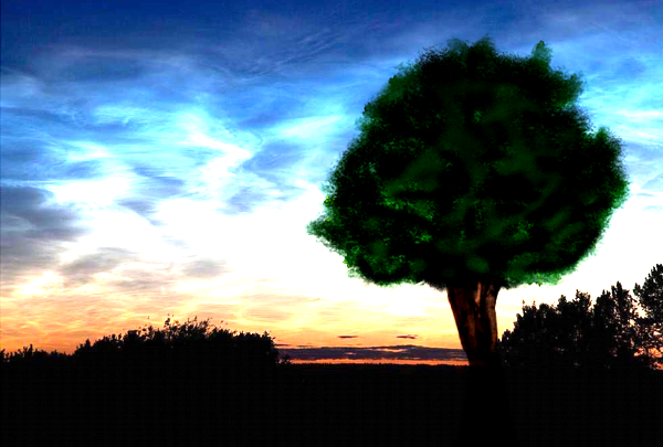 tree at sunset [bg]