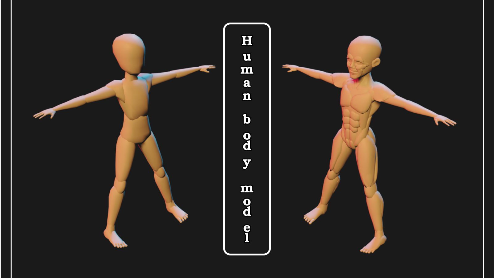 Human Body Model