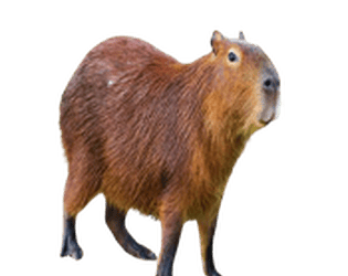 Capibara Saving