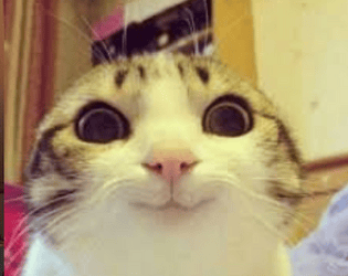 Trapped Cat Demo (Web)