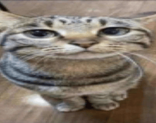 Cat Brick Break