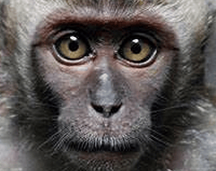 Scary Gorilla