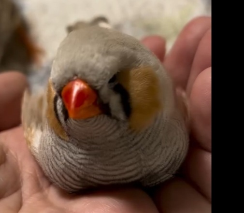 Arceus x executor and others (patched)