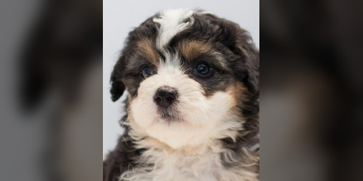 Cover image for Convince your parents to get you a puppy.