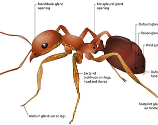 Antsweet