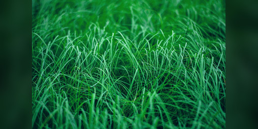 Cover image for Touch Grass
