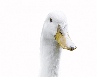 FAPPY DUCK