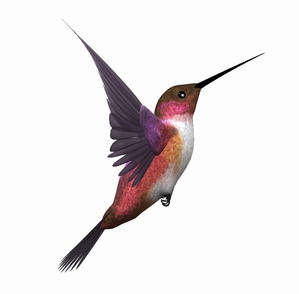 BIRD GAM
