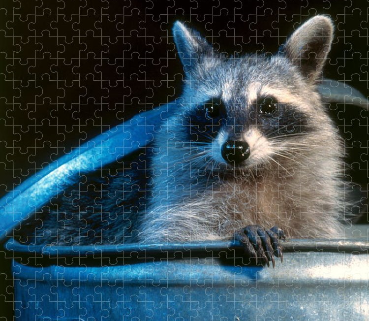 Cover image for Raccoon Rummage