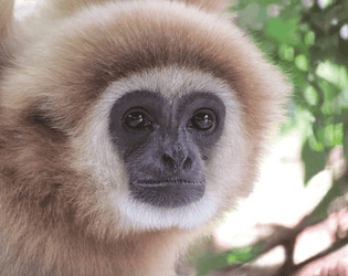Breakout Pong (monkey edition)