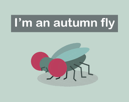 Cover image for I'm an autumn fly