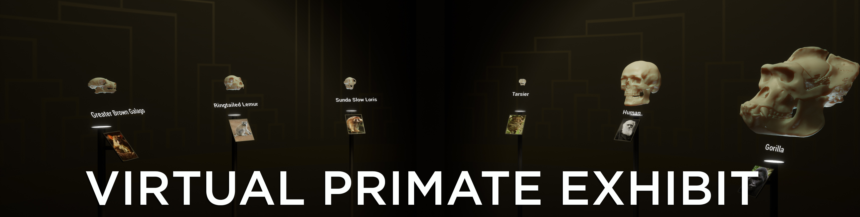 Virtual Primate Exhibit