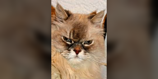 Cover image for No More Cute Kitten