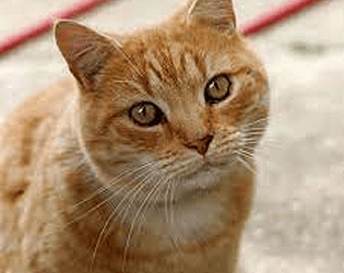 scratch cat platformer