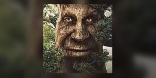 Cover image for mystical tree experience