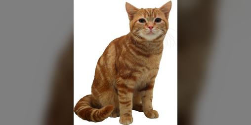 Cover image for cat game