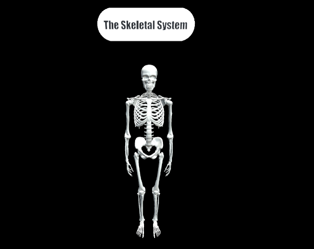 The Skeletal System