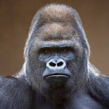 Gorilla alpha testing
