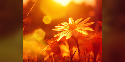 Cover image for Petals