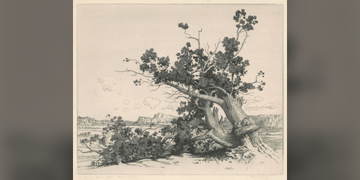 Cover image for MausCrawls