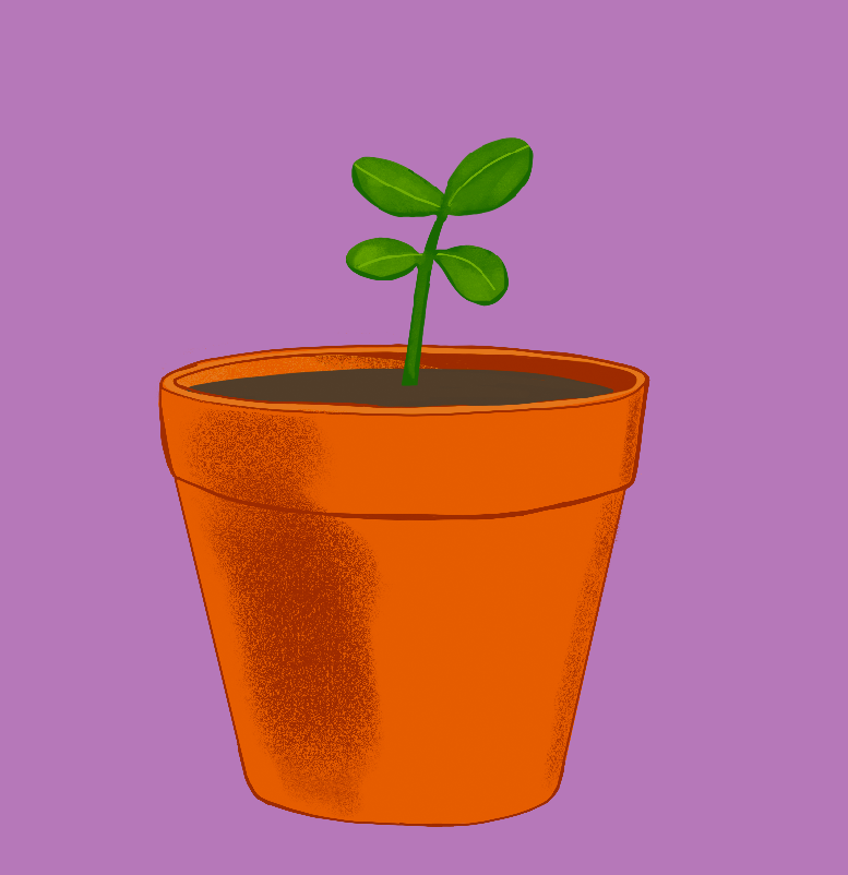 Plant Sprout