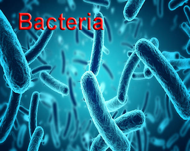 Bacteria By Bardon