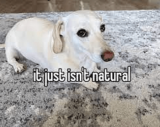 Dog Simulator