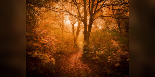 Cover image for The Queen's Swamp