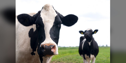 Cover image for Speed Milker (20 Second Game Jam)