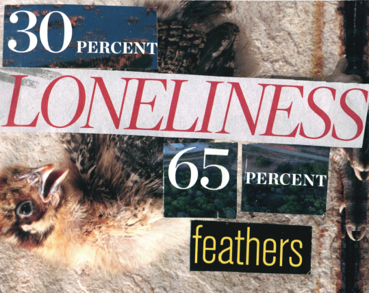 Cover image for 30 Percent Loneliness | 65 Percent Feathers