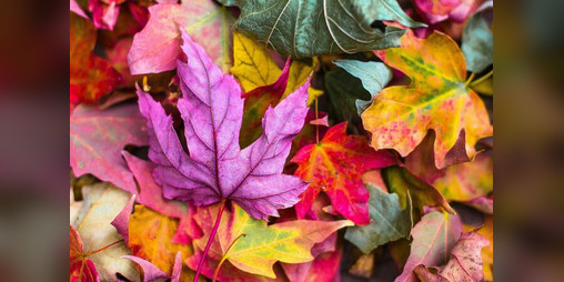 Cover image for The secret of autumnal bridge