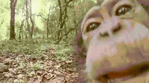 Cover image for Jungle-Runners