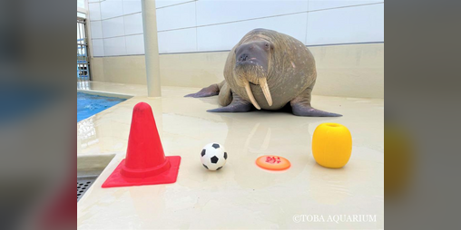 Cover image for Walrus Object Identification Training