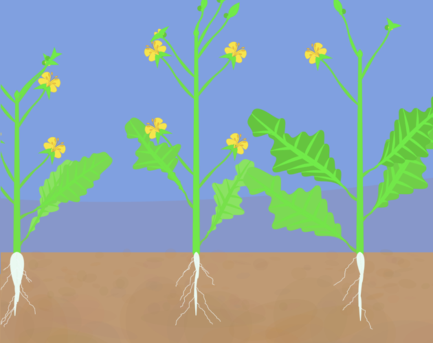 Evolving mustard by Evolving Plants
