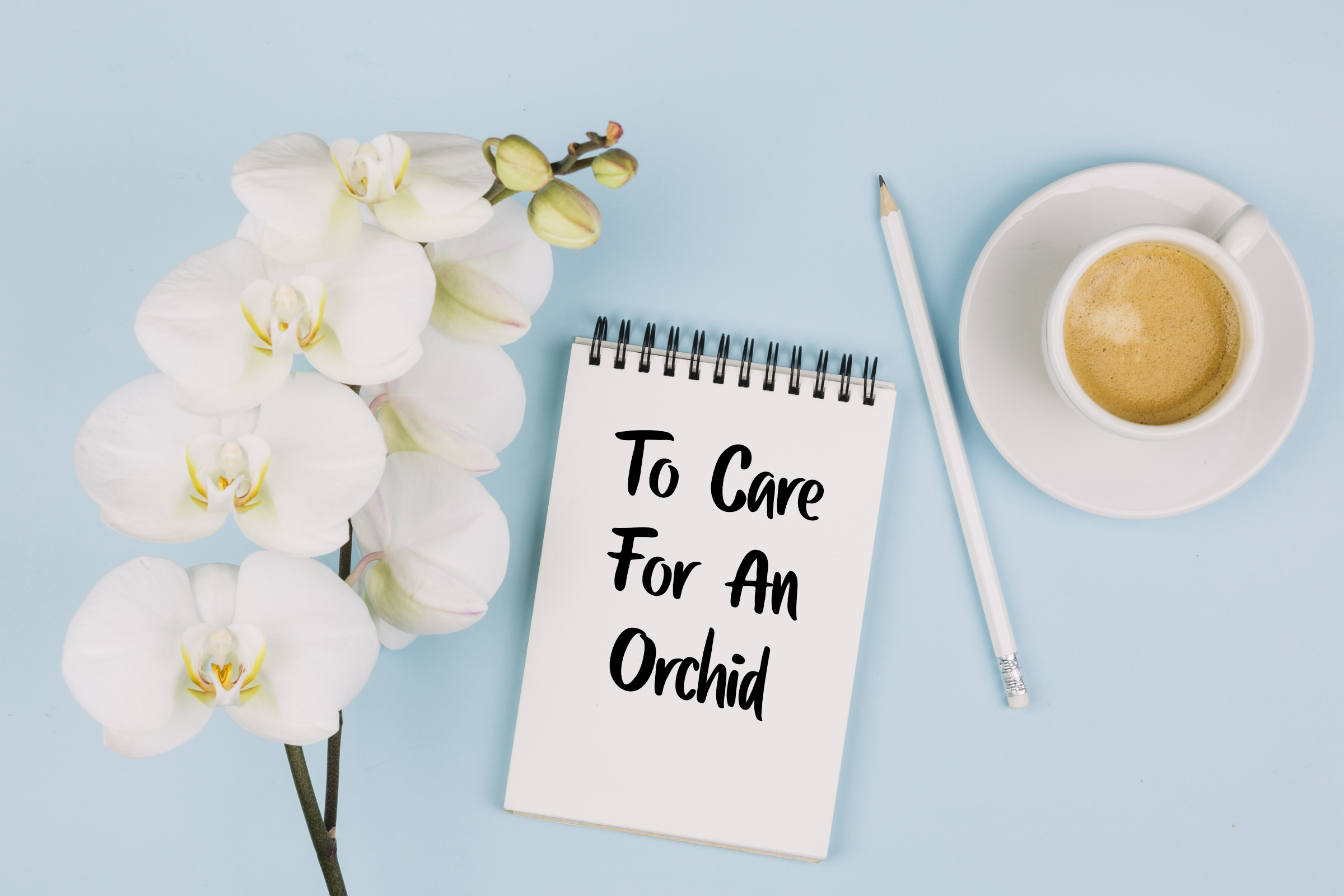 To Care For An Orchid