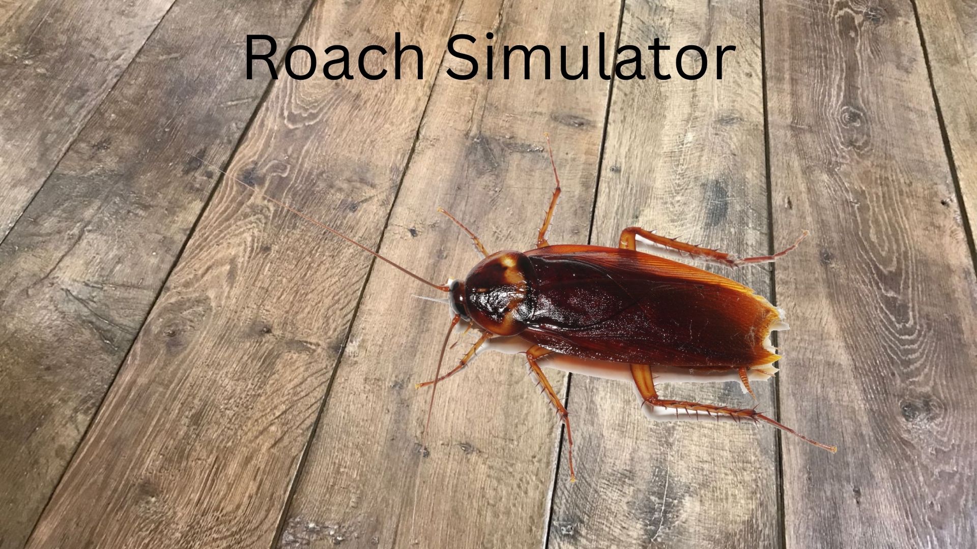 Roach Simulator