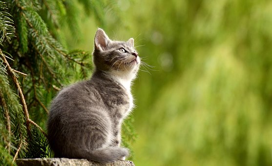 ModeCat