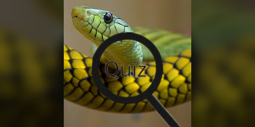 Cover image for Wildlife Animal Trivia: Test Your Knowledge
