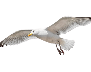 Flappy Seagull