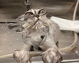 GATO NOT LIKE ÁGUA KK